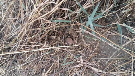 Biləsuvarda 3 ədəd partlamamış hərbi sursat aşkar olunub