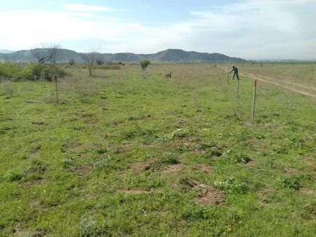 Cocuq Mərcanlıda gün ərzində 2793 ədəd qəlpə aşkar edilib