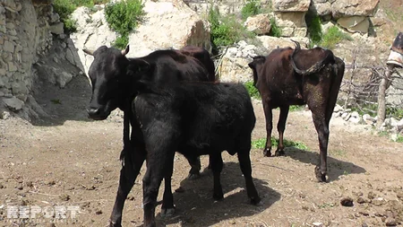 Qubada xəstəlikdən tələf olan mal-qara basdırılmayıb - FOTO - VİDEO
