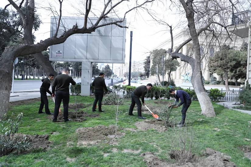 Dövlət Xidməti növbəti dəfə ağacəkmə aksiyası keçirdi