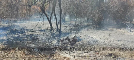 Şabranda meşə yanğını evə keçib, 3 ev yanır