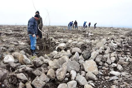 Azərbaycanda yeni fındıq bağları salınır: yüzlərlə yeni iş yeri, bol məhsul gözlənilir