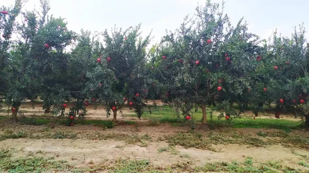 Hacıqabuldakı “Nar vadisi”nə aqrotur təşkil edilib