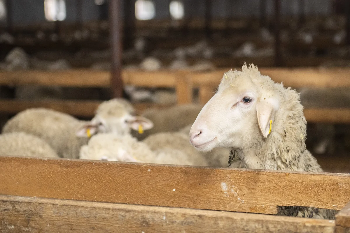 Qurban bayramı öncəsi qanunsuz fəaliyyət göstərən 42 heyvan satışı məntəqəsi ləğv edilib