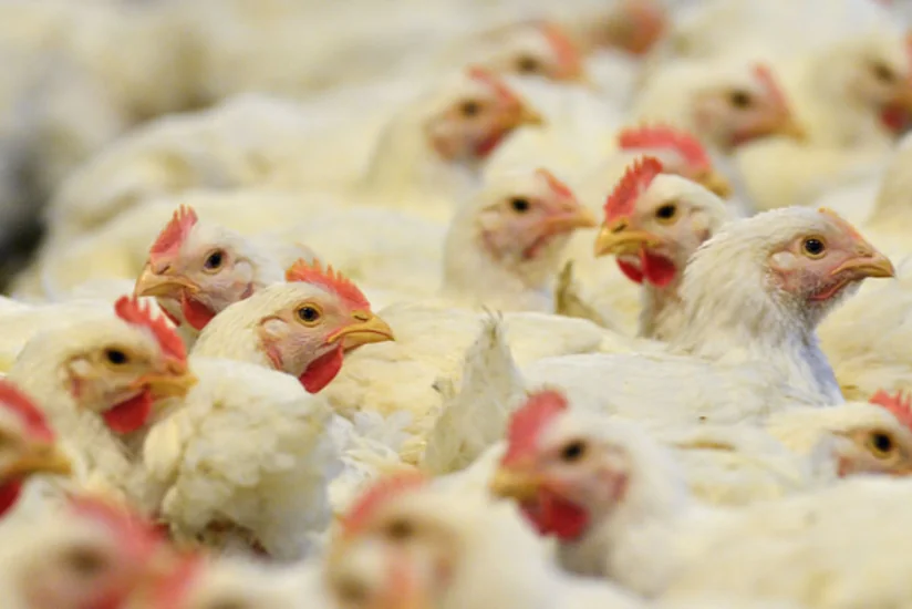 ​Hollandiyada quş qripi ilə əlaqədar 150 min baş toyuq məhv edilib