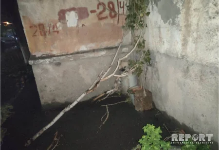 Güclü külək Sumqayıtda ağacları kökündən qoparıb - FOTO