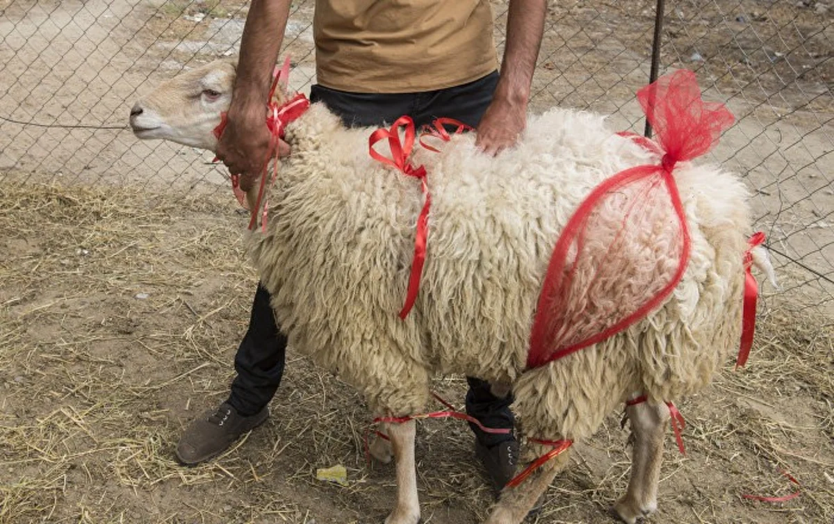 QMİ qurban kəsimi ilə bağlı tövsiyələrini açıqlayıb
