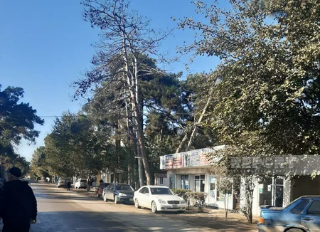 Biləsuvarda qurumuş ağaclar təhlükəyə çevrilib
