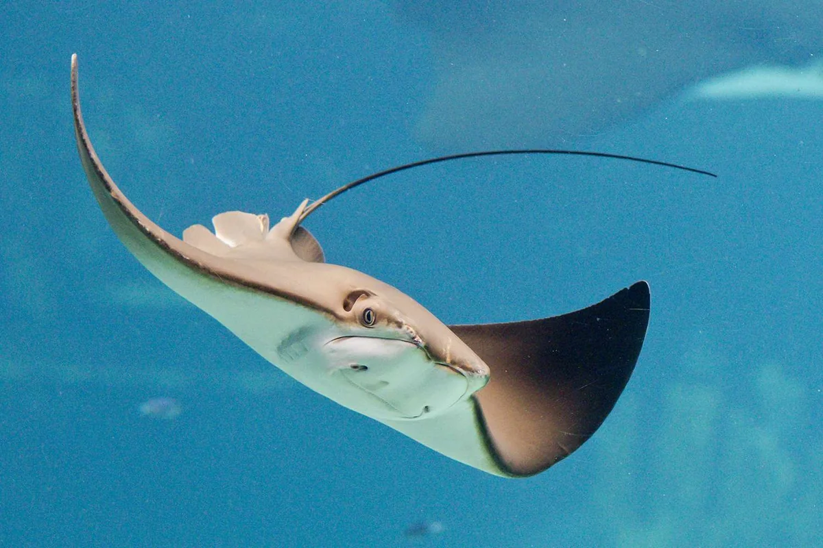 Woman hospitalized in Australia after stingray attack