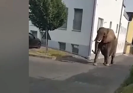 В Германии слон сбежал из цирка и гулял по городу - ВИДЕО