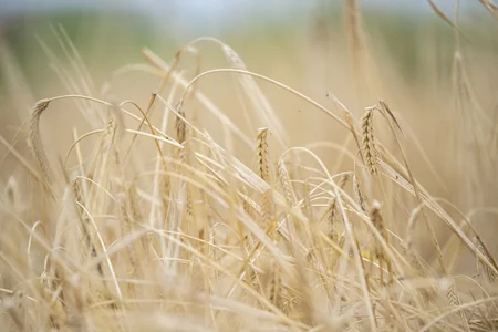 Nazirlik: Taxıl sahələrinin 17 %-də biçin başa çatıb