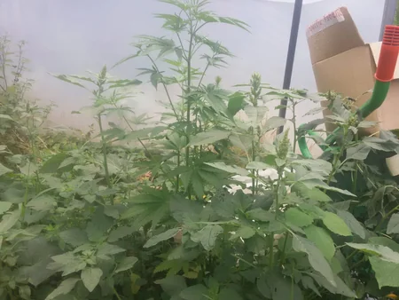 Polis İsmayıllıda əməliyyat keçirib, saxlanılanlar var