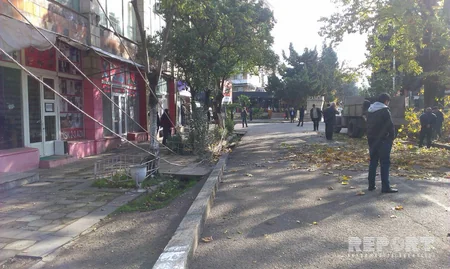 Lənkəranda aşan ağac şəhərin yarısını işıqsız qoyub - FOTO
