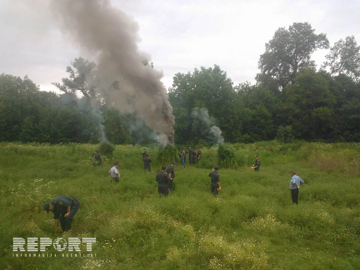 Qaxda Xaşxaş-2016 əməliyyatı keçirilib, 6 574 ədəd çətənə kolu məhv edilib - FOTO