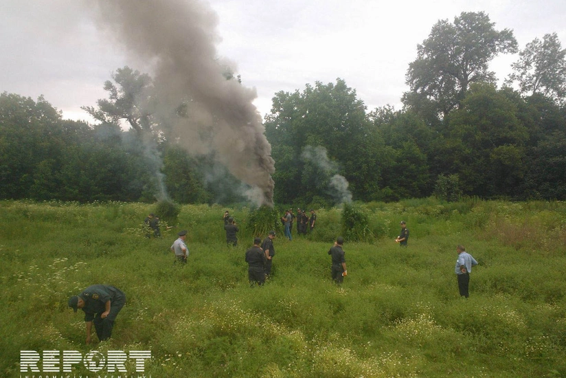 Qaxda Xaşxaş-2016 əməliyyatı keçirilib, 6 574 ədəd çətənə kolu məhv edilib - FOTO