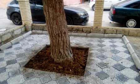 Nazirlik Bakıda ağacın dibini betonlayan şəxsi cəzalandırıb