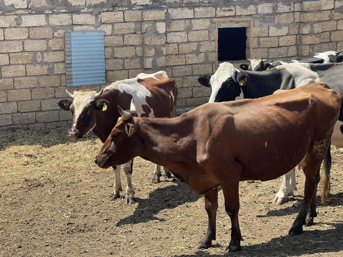Bakı, Sumqayıt və Abşeronda identifikasiyası aparılmış heyvanların sayı açıqlanıb