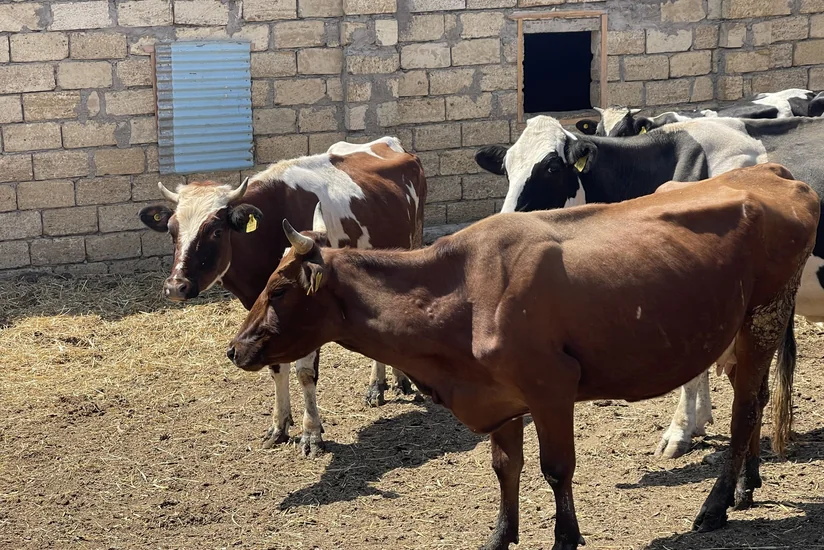 Bakı, Sumqayıt və Abşeronda identifikasiyası aparılmış heyvanların sayı açıqlanıb