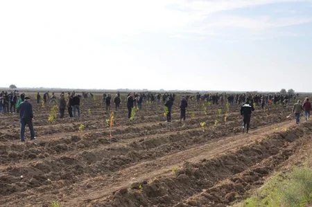 Biləsuvarda yeni meşə massivi salınıb