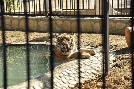 ​Leyla Əliyevanın təşəbbüsü ilə Bakı Zooloji Parkında yeni qəfəs quraşdırılıb