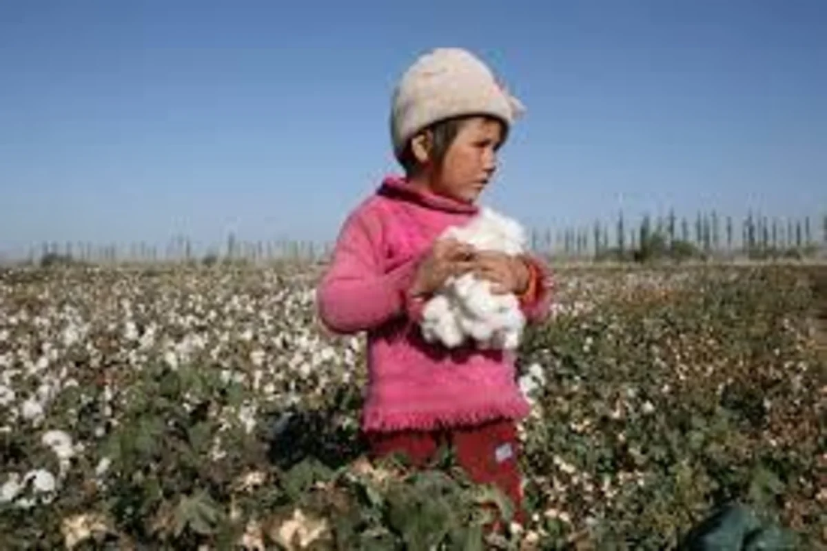 ABŞ Özbəkistan pambığını “qara siyahı”dan çıxarıb