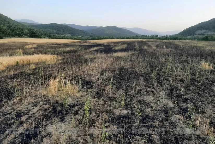 Qubada elektrik naqilləri qırılaraq taxıl sahəsinə düşüb, yanğın baş verib