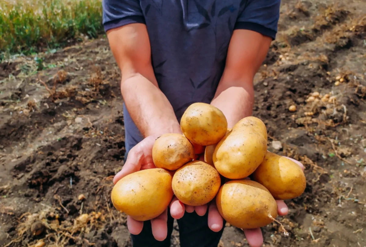 Gədəbəydə yeni kartof sortlarının yığımı həyata keçirilib