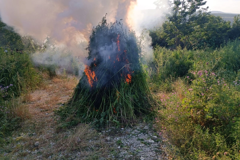 Qazaxda yabanı halda bitən üç ton çətənə bitkisi məhv edilib