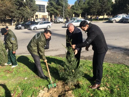 Bakıda məktəbin qarşısında qurumuş ağacların yerinə yeniləri əkilib
