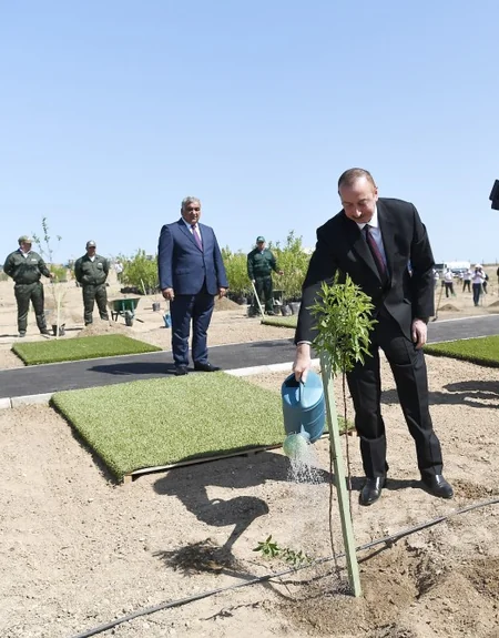 Президент Ильхам Алиев принял участие в акции по посадке деревьев, посвященной дню рождения великого лидера Гейдара Алиева