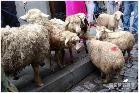 Gürcüstan parlamentinin qarşısında insident baş verib - FOTO - YENİLƏNİB-2