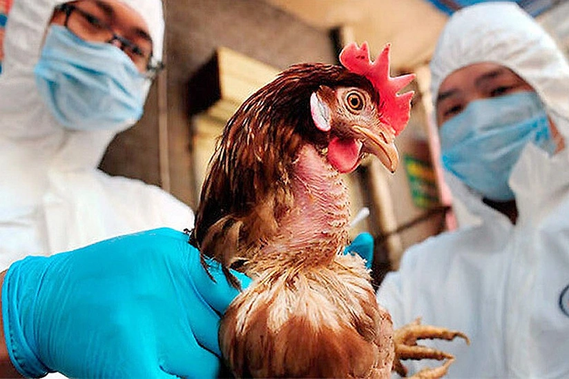 China reports H5N8 influenza outbreak among wild birds