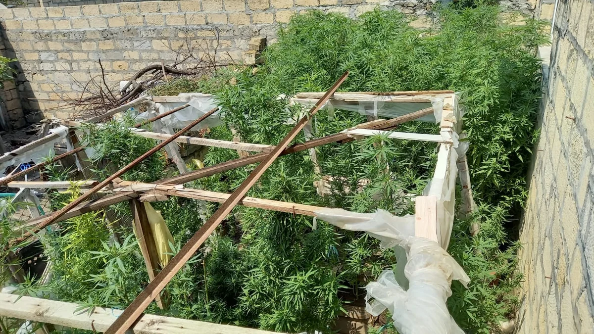 Yevlaxda çətənənin kultivasiyası ilə məşğul olan şəxs saxlanılıb