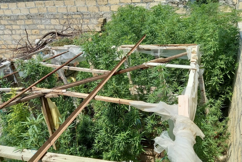 Yevlaxda çətənənin kultivasiyası ilə məşğul olan şəxs saxlanılıb