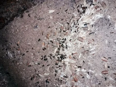 Toxum anbarlarında fumiqasiya tədbirləri aparılır