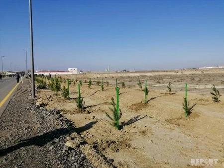 Payız ağacəkmə kampaniyası Şirvan şəhərində davam etdirilib