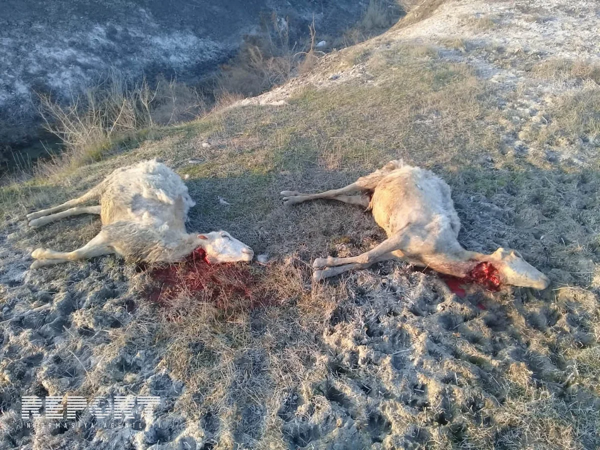 В Агдаше волки напали на стадо овец - ФОТО