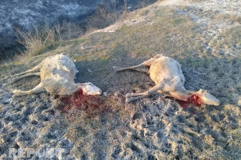 Ağdaşda canavarlar sürüyə hücum edib - VİDEO - YENİLƏNİB