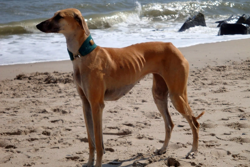 Indian army training dogs to sniff out COVID