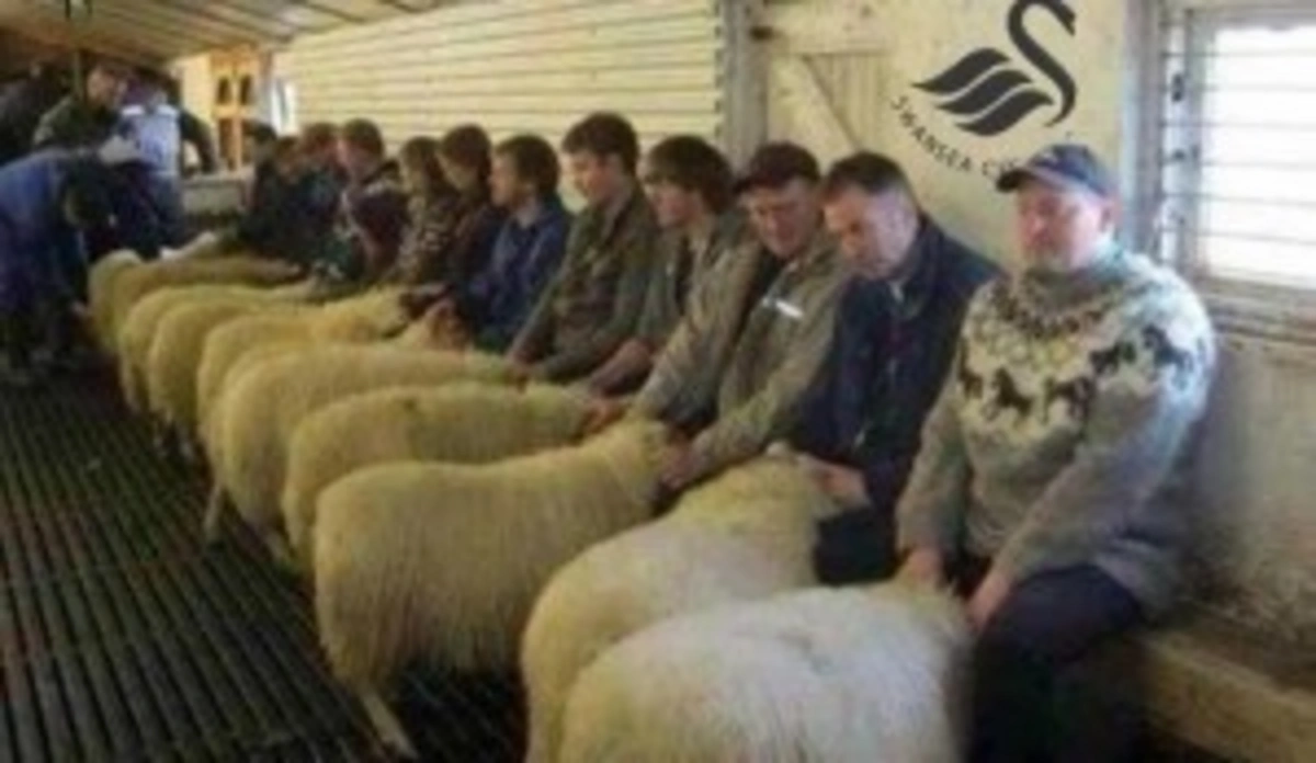 Three men arrested in Wales for running “Sheep Brothel”
