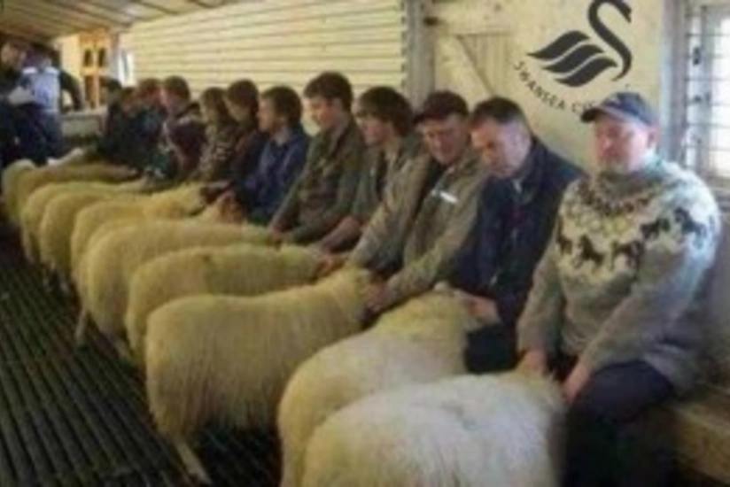 Three men arrested in Wales for running “Sheep Brothel”
