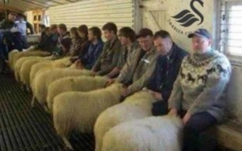 Three men arrested in Wales for running “Sheep Brothel”