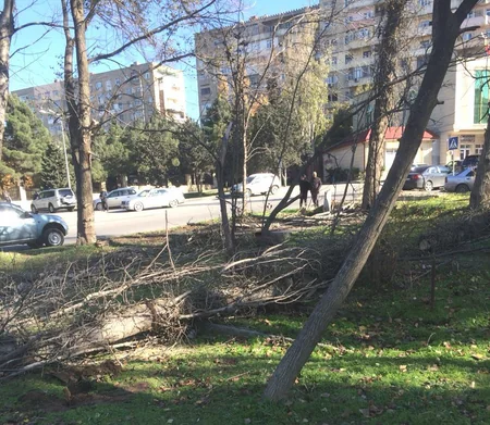 Bakıda məktəbin qarşısında qurumuş ağacların yerinə yeniləri əkilib
