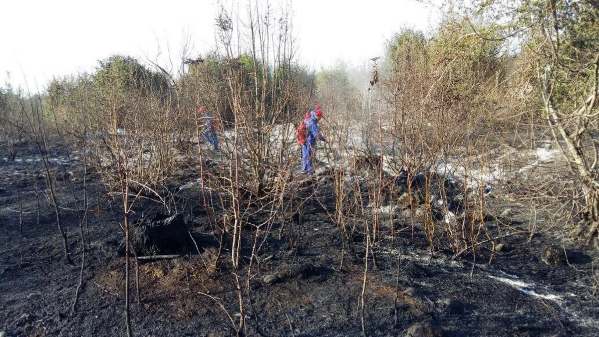 МЭПР: Пожар в Огузском лесу полностью потушен