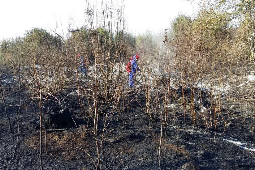 МЭПР: Пожар в Огузском лесу полностью потушен