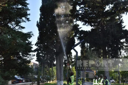 İmişlidə şam ağaclarında xəstəlik yayılıb, müvafiq qurum tərəfindən tədbirlər görülür