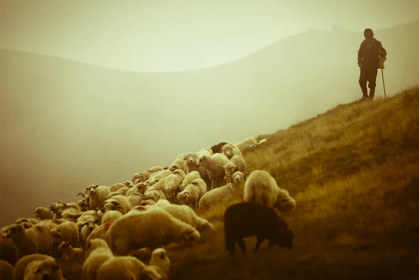 400-dən çox qoyunu mənimsəmədə təqsirləndirilən çobanlar məhkəmə zalında həbs olunub