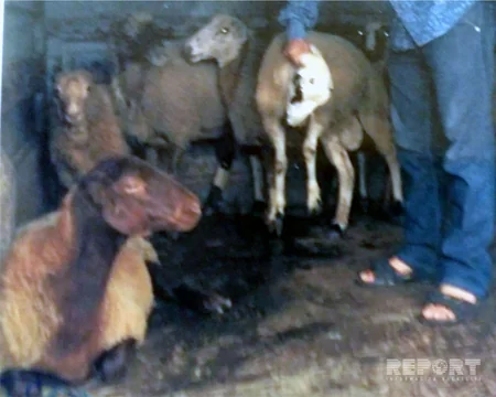 Astarada oğurluq edən dəstə tutulub - FOTO