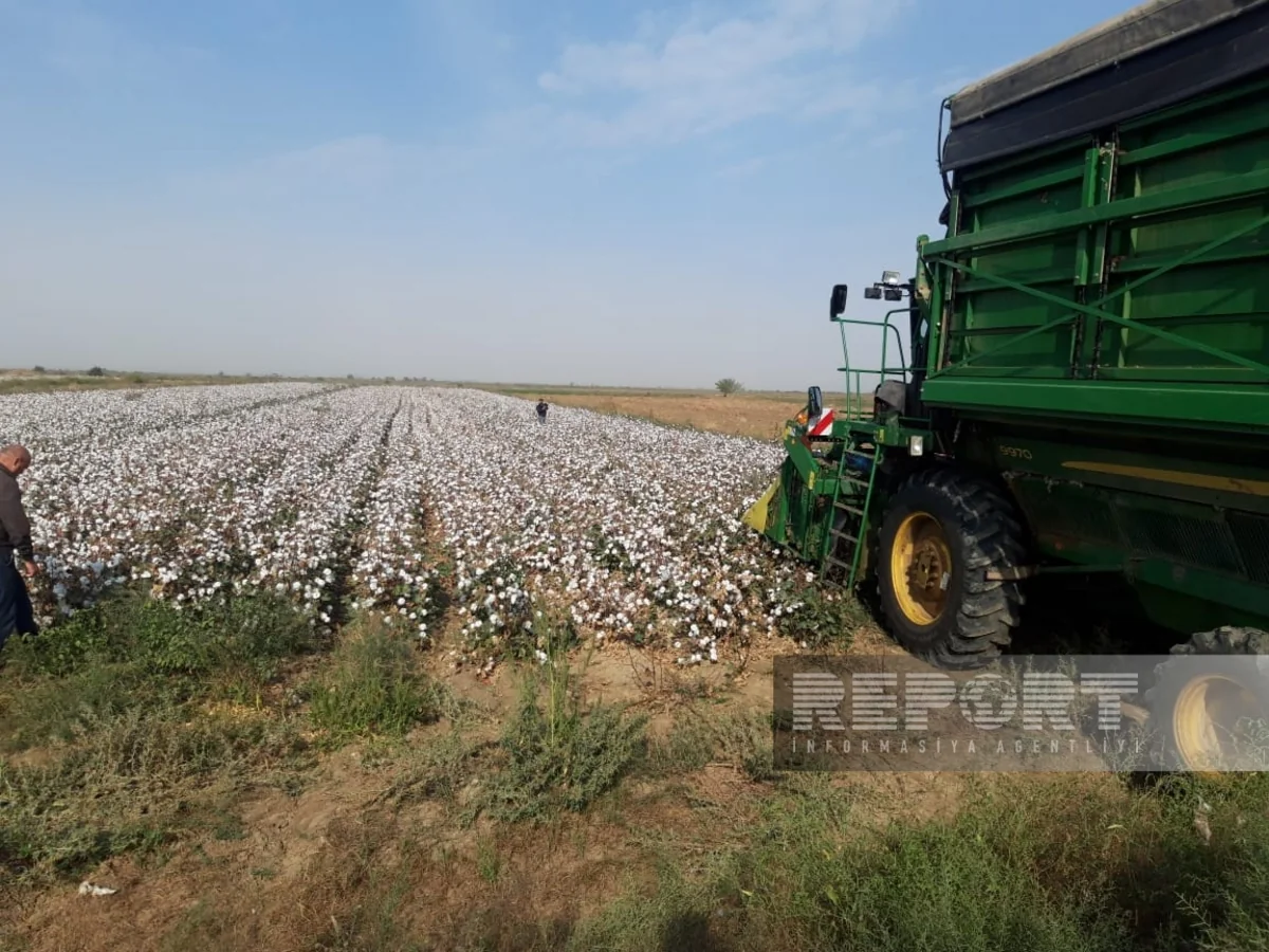 Biləsuvarda pambıq yığımı bayramı keçirilib