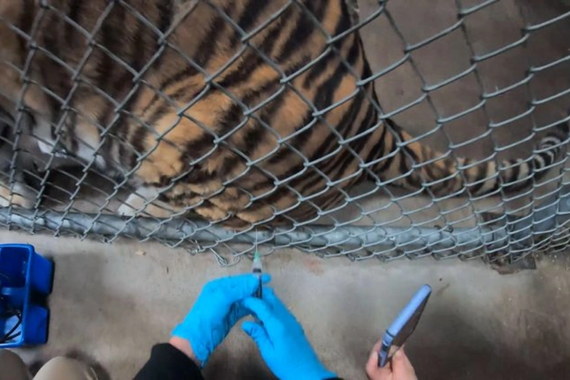 Zoos in US begin vaccinating animals against COVID